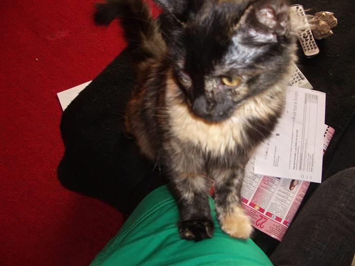 Blanding af racer Malou - hun er så fin med sine små poter :) billede 10