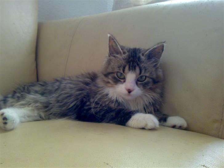 Blanding af racer Mitte - Velkommen til Mitte Missens profil =) billede 1