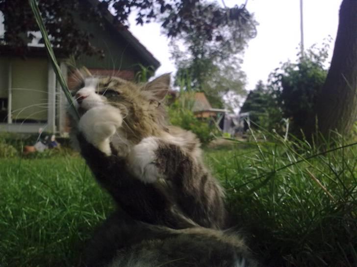 Blanding af racer Mitte - Vildmis billede 2