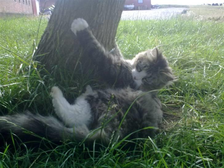 Blanding af racer Mitte - Mitte er helt til højre billede 3