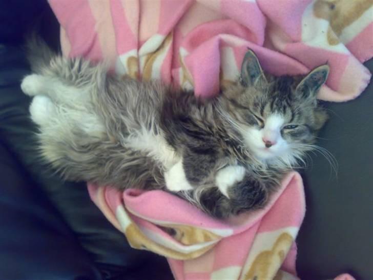 Blanding af racer Mitte - Kælemis billede 4