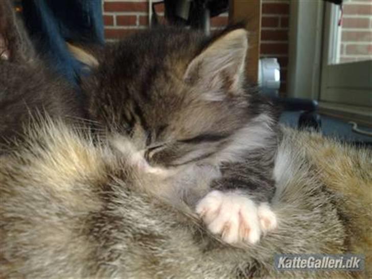 Blanding af racer Mitte - Dier hos mor billede 6