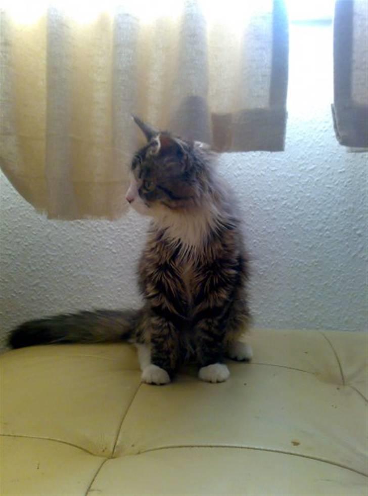 Blanding af racer Mitte billede 8