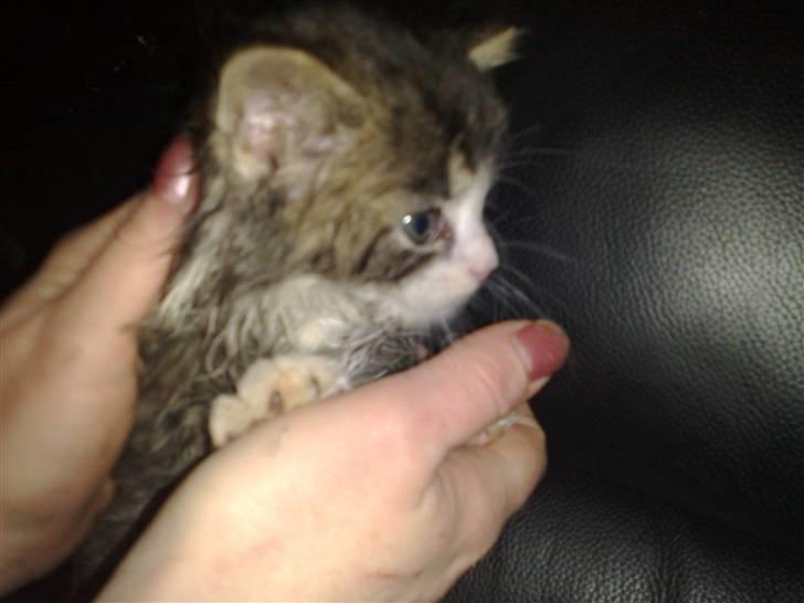 Blanding af racer Mitte billede 9