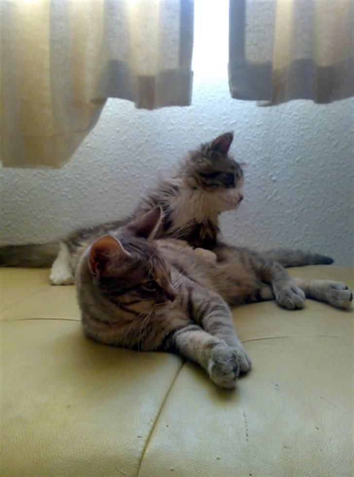 Blanding af racer Mitte - Sloges med søster Rapunzel billede 11