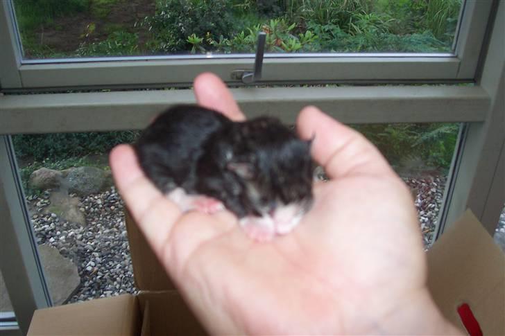 Blanding af racer Mitte - En lille ny Mitte mis billede 14