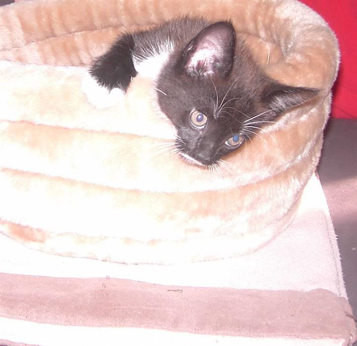 Blanding af racer Laban - slapper lige af billede 6