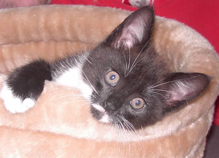 Blanding af racer Laban - er jeg ikke lækker billede 7