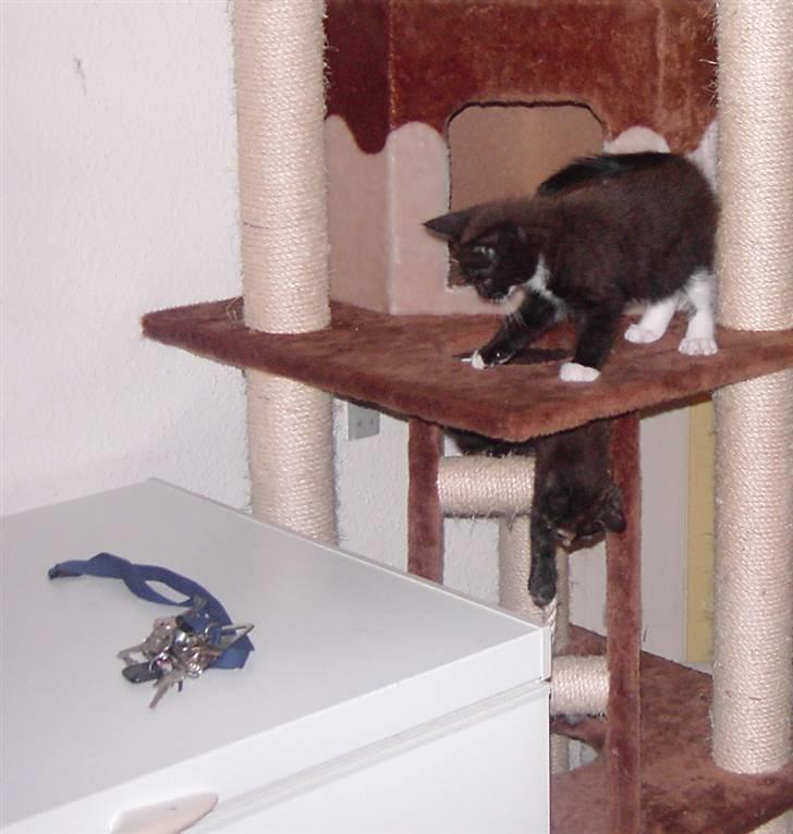 Blanding af racer Laban - hvad er det der ligger dernede billede 8