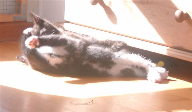 Blanding af racer Laban - mums solen billede 9