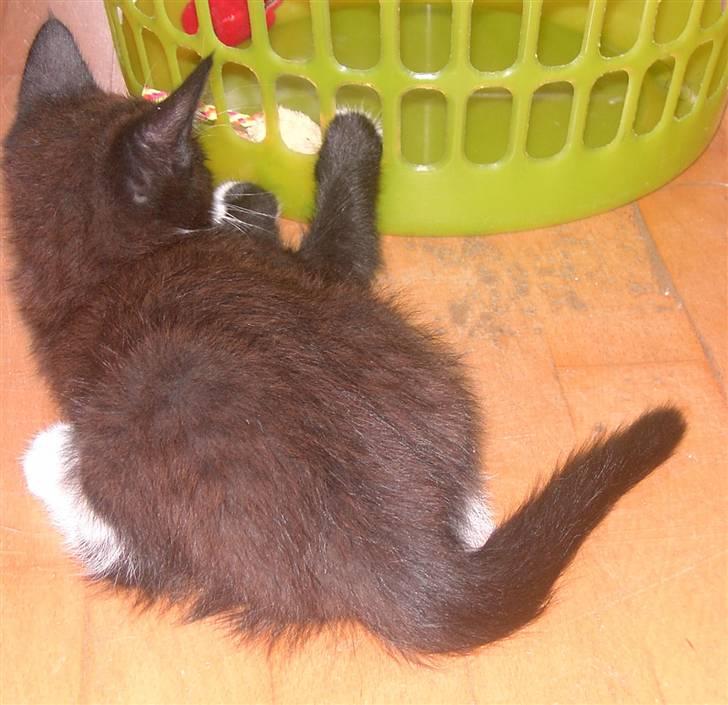 Blanding af racer Laban - min mus vil have den billede 10