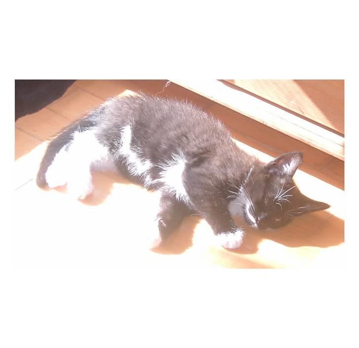 Blanding af racer Laban - min solstråle billede 11