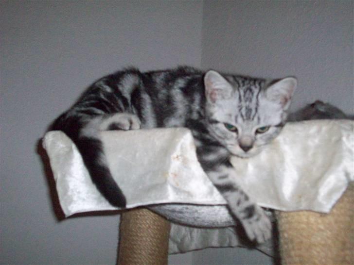 British Shorthair Balto - Jeg hænger lige ud... billede 1