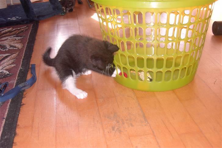 Blanding af racer Laban - vil have den mus billede 12