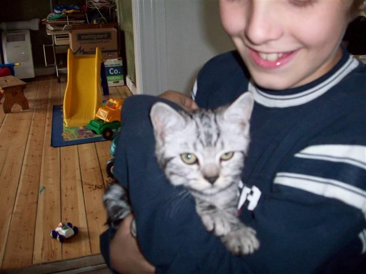 British Shorthair Balto - Sidder trykt hos Leon billede 2