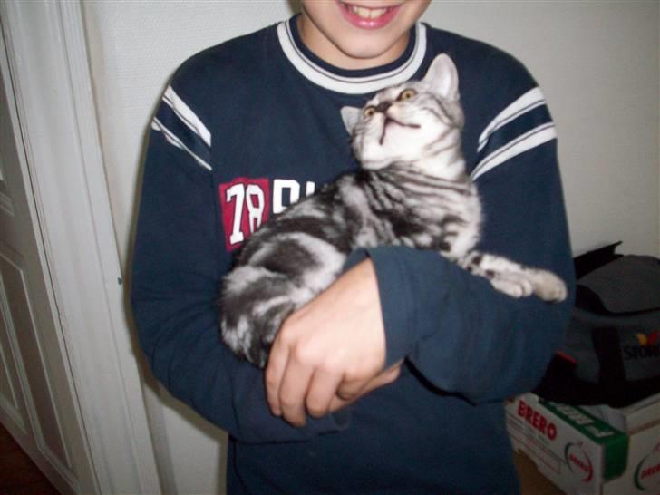 British Shorthair Balto - Skal jeg lige slikke det sovs af du har på overlæben? ups undskyld, det er dit skæg!!! billede 3