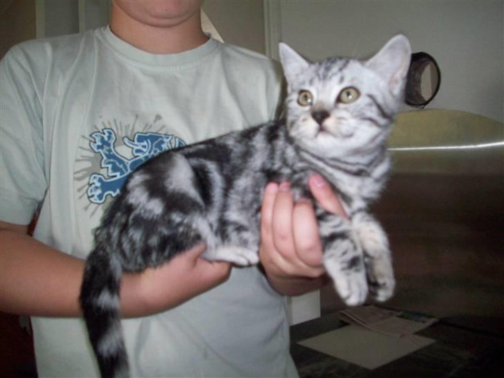 British Shorthair Balto - Skøn Ikke? :) billede 4