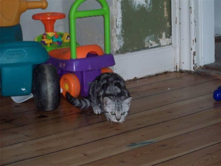 British Shorthair Balto - Hov der er musen. billede 5