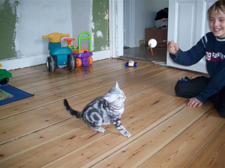 British Shorthair Balto - Hopper efter bold, Jeg kan underholde drengen i timevis. billede 6