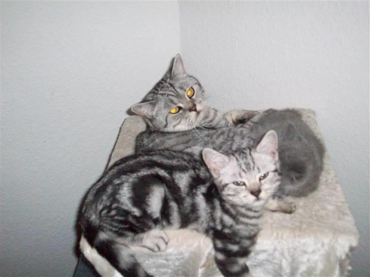 British Shorthair Balto - Hygge sammen med min mor. billede 7