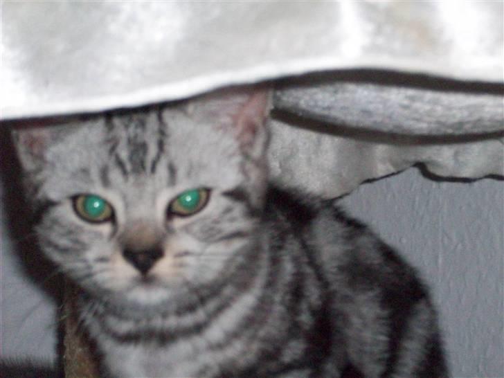 British Shorthair Balto - Titte Bøh.. billede 8
