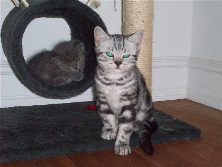 British Shorthair Balto - Model... billede 9