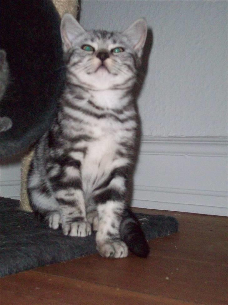 British Shorthair Balto - Næsen lidt i sky. billede 10