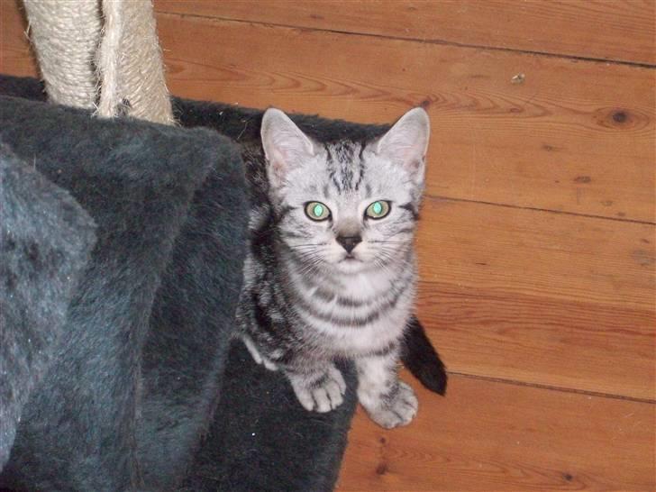 British Shorthair Balto - Luftfoto:) billede 11