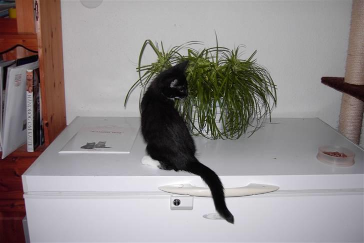 Blanding af racer Laban - se min flotte hale billede 13