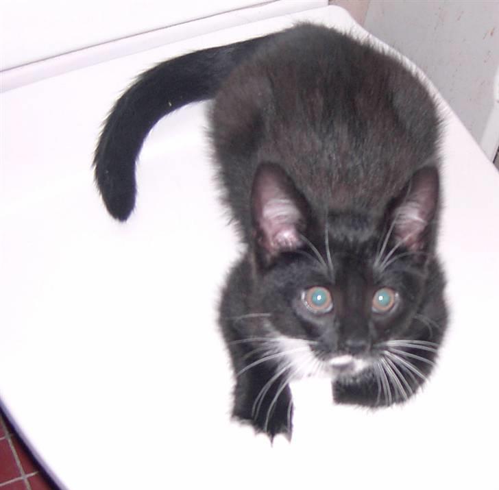 Blanding af racer Laban - mit brædt billede 14