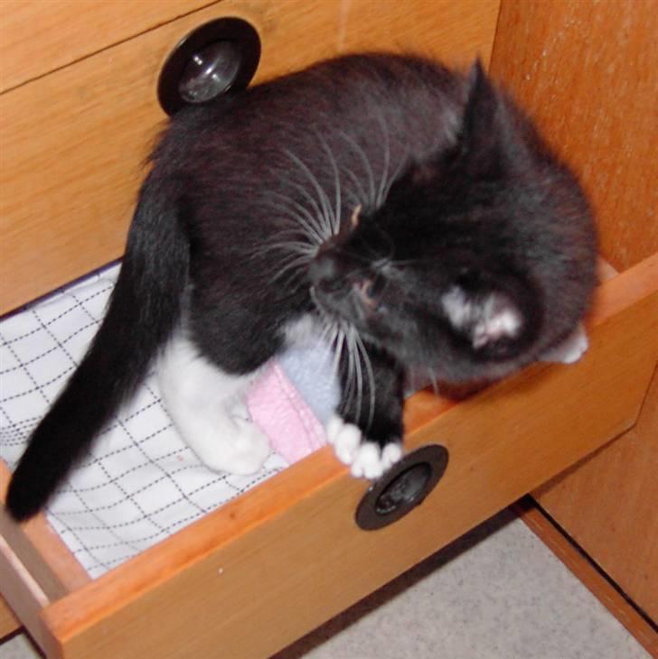 Blanding af racer Laban - er der noget billede 15