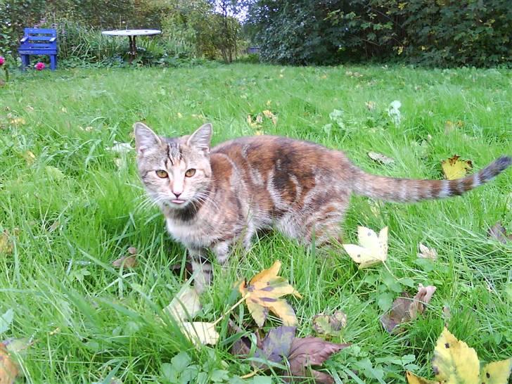 Blanding af racer Sommer *RIP* billede 14