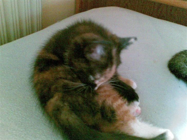 Blanding af racer Jinx billede 1