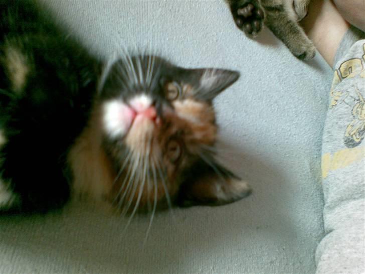 Blanding af racer Jinx billede 3