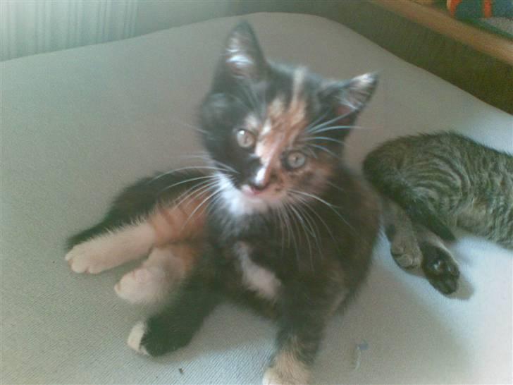 Blanding af racer Jinx - huh ??? mig ? billede 4