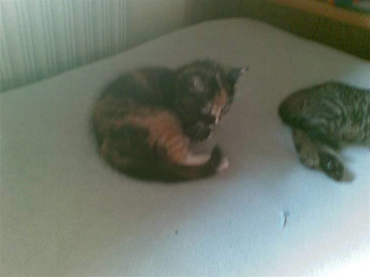 Blanding af racer Jinx billede 5