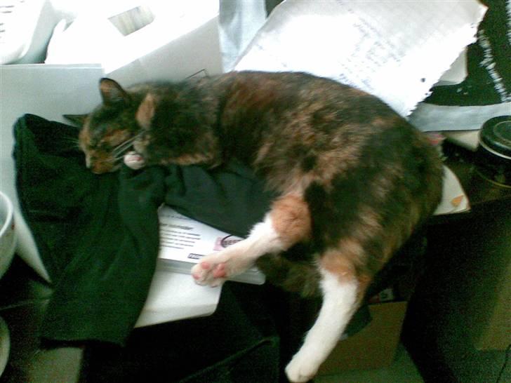 Blanding af racer Jinx - zzzzz billede 6