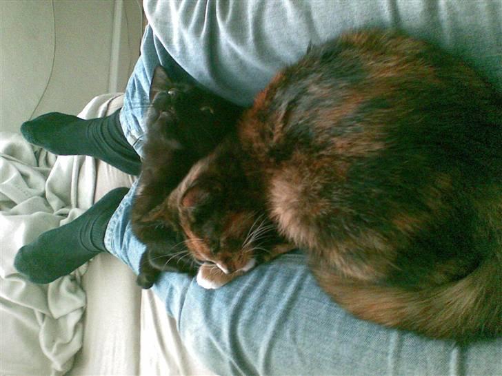 Blanding af racer Jinx - Jinx i forgrunden Søster Gizze i baggrunden billede 7