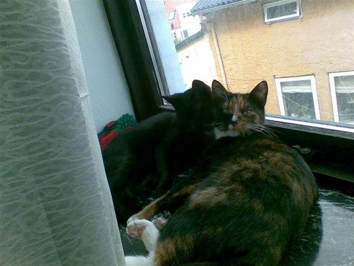 Blanding af racer Jinx - lad os lige sove hva ! billede 8