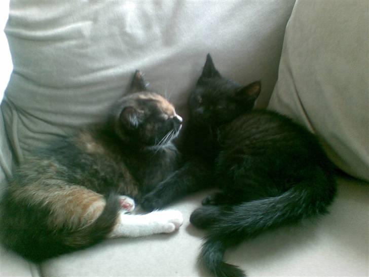 Blanding af racer Jinx billede 9