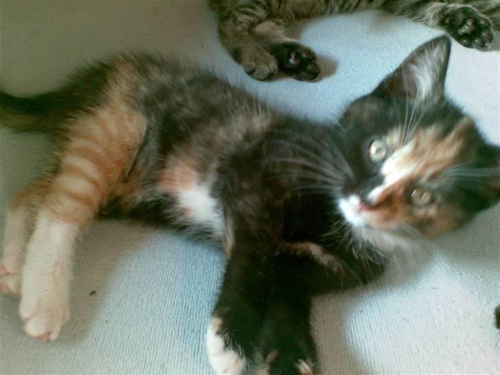 Blanding af racer Jinx - dengang hun ikke var stor :) billede 10