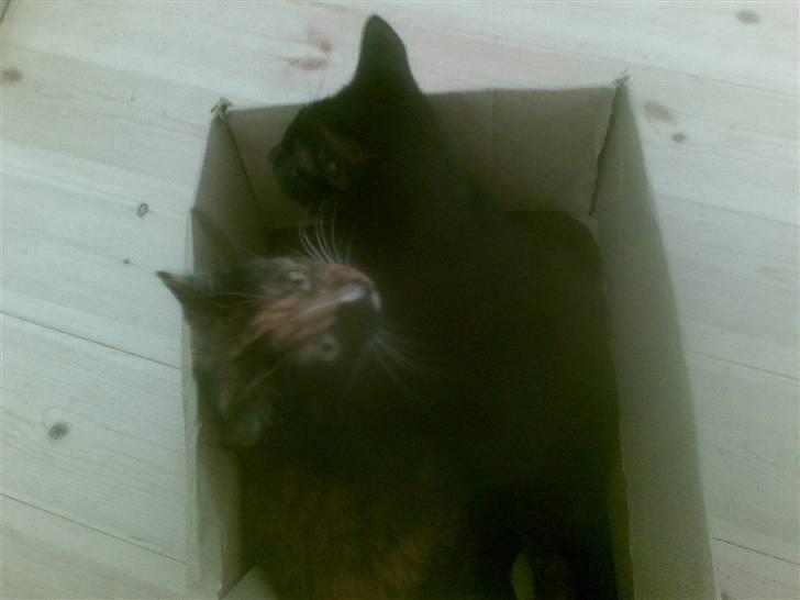 Blanding af racer Jinx billede 11