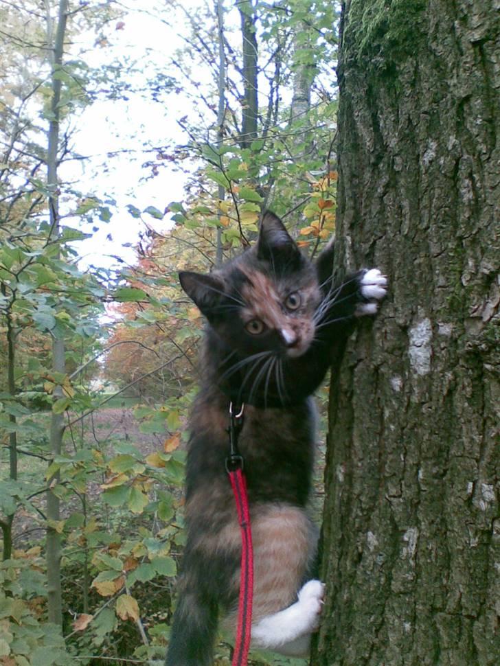 Blanding af racer Jinx - joddele joddele jauhuuu billede 12