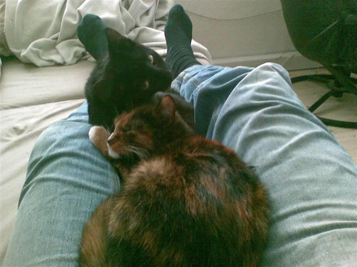 Blanding af racer Jinx billede 13