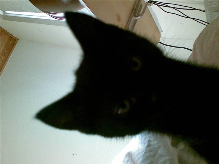 Blanding af racer Gizmo - bøh billede 1