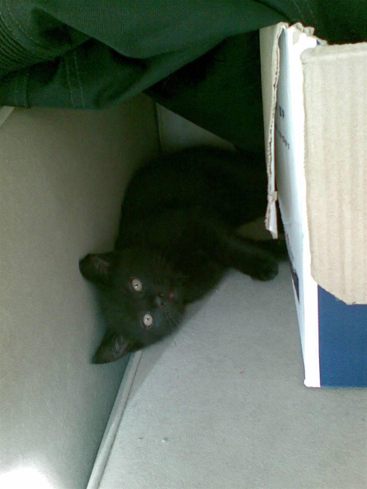 Blanding af racer Gizmo billede 2