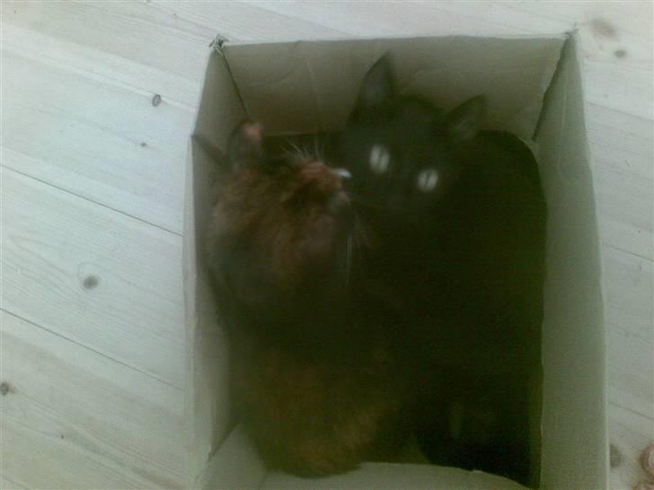 Blanding af racer Gizmo billede 3