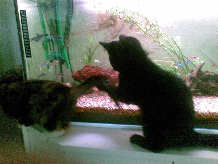 Blanding af racer Gizmo billede 4