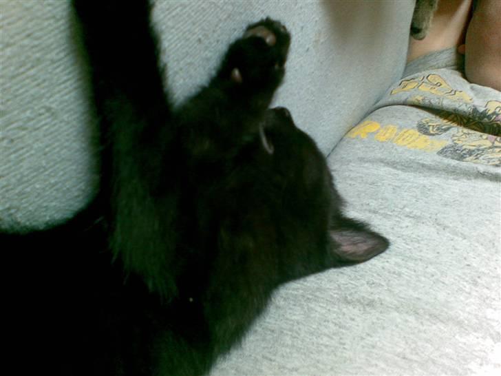 Blanding af racer Gizmo billede 5