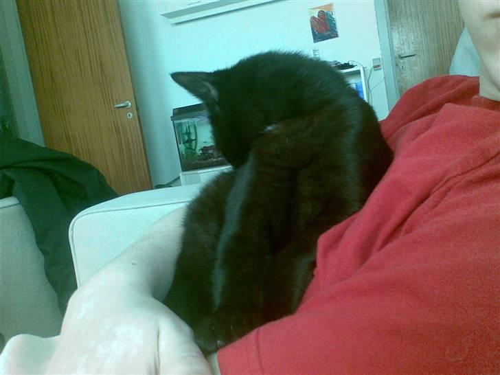 Blanding af racer Gizmo billede 6